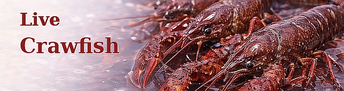 Live Crawfish Shipped from Louisiana Live Crawfish Shipped from Louisiana