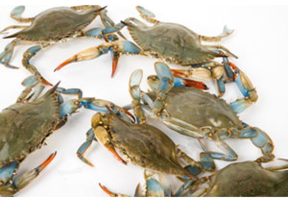 Seafood Season = Lenten Season Seafood Season = Lenten Season