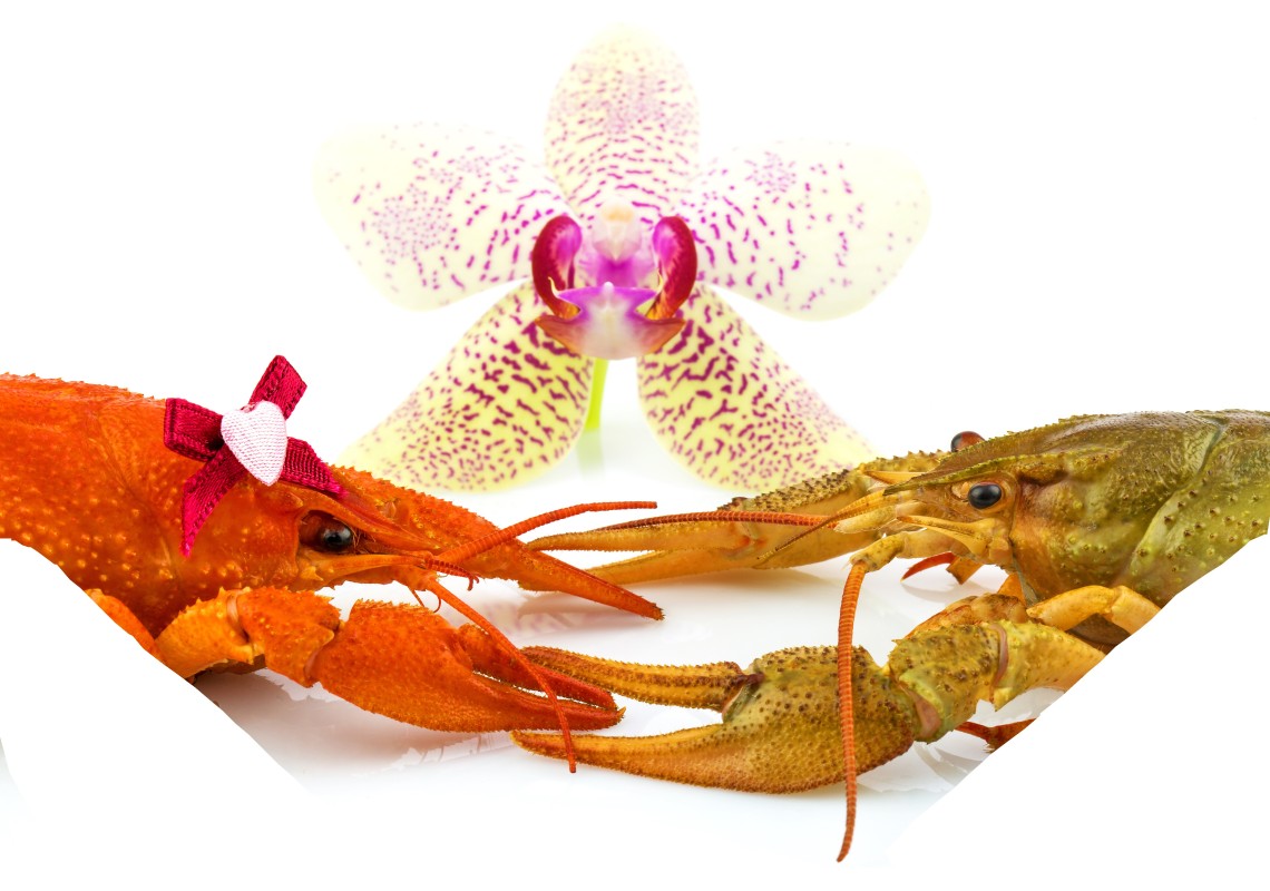 Crawfish Recipes for the Crawfish Lover Crawfish Recipes for the Crawfish Lover