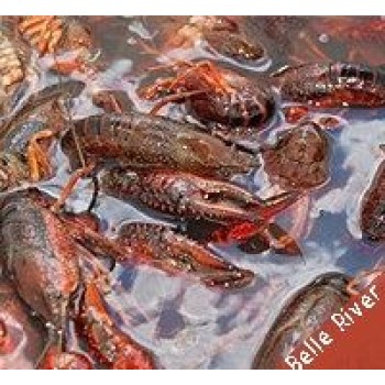 30 lb sack of Belle River Crawfish with seasoning, featuring large swamp crawfish