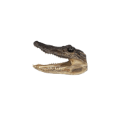 Taxidermied Authentic American Alligator Head Taxidermied Authentic American Alligator Head
