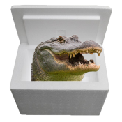 Louisiana Alligator Sampler Cooler Louisiana Alligator Sampler Cooler