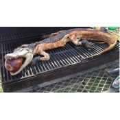 Whole Alligator (Extra Large) 19 to 24 lbs Whole Alligator (Extra Large) 19 to 24 lbs