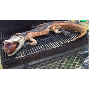 Whole Alligator Whole Alligator