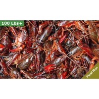 90 lbs Field Run Crawfish – Order Live Crawfish in Bulk