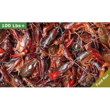 Three sacks of field-run crawfish totaling 90 lbs